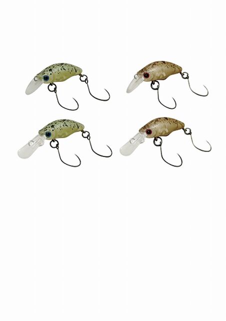 団子魚（ダンゴウオ） : ダックのBLOG