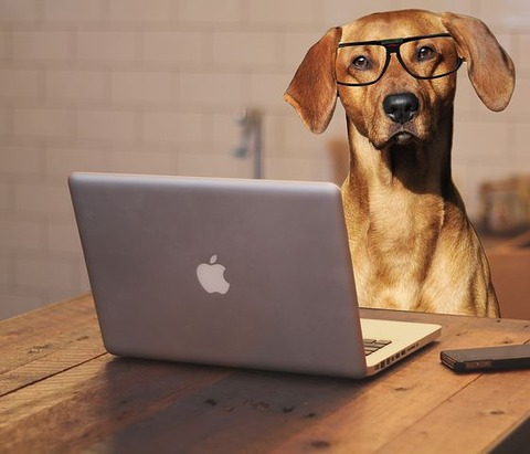 dog-2983021__480