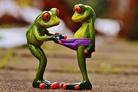 frogs-1158958__340