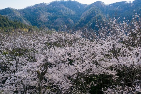 DJI_0514