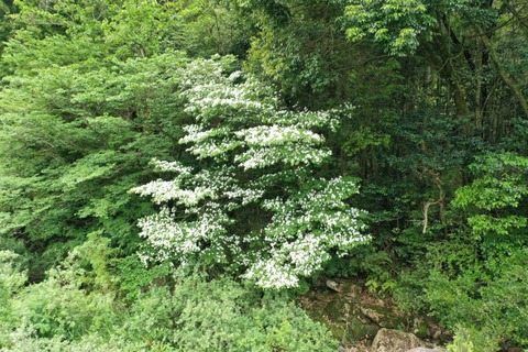 Dji_0551