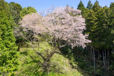 DJI_0709