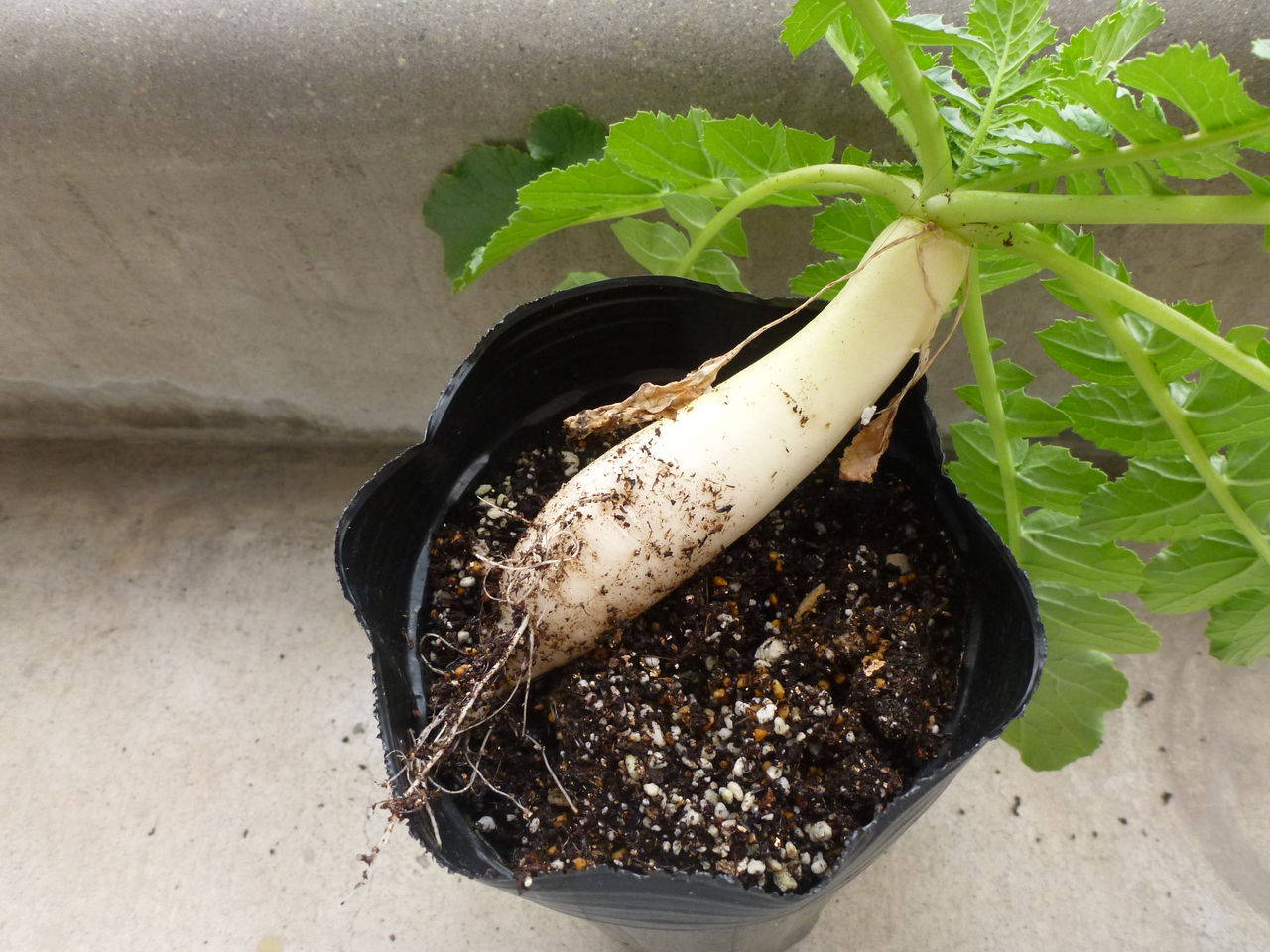 自分大根ついに収穫 プロトレック倶楽部のブログ