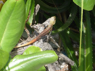 iguana