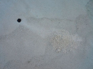 crab hole