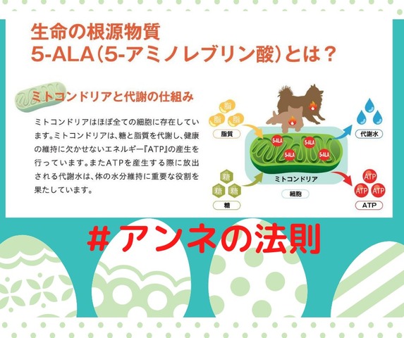 #アンネの法則 ■PCR検査訴訟原告の皆様へ 憲法オンブズマンからのエール。訴訟戦略についての意見。違憲判決を勝ち取ろう。詐欺罪の共同共謀正犯としても刑事告発