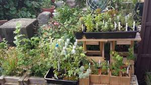 健康的な土壌の組成を作り上げる方法！マイクロバイオータの循環◆How I make soil bacteria for my veggie garden