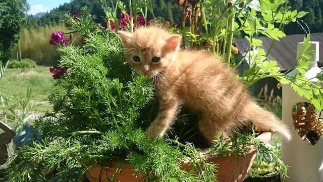 ◆ボイストレーナートレーニング。めっちゃ、興味深すぎ。「アンネの法則」のメインテーマ。語ること。＃覚醒2020