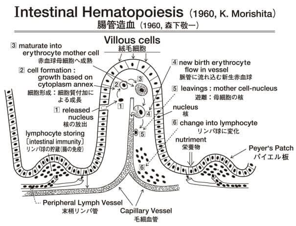 1型糖尿病患者さんをインシュリン注射から解放するミラクルドリーム計画