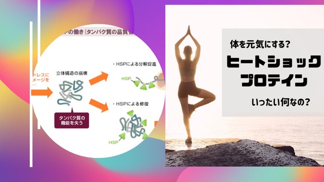 #アンネの法則 ■低酸素への適応メカニズム」腎臓から【エリストポエチン】ホルモン分泌して造血幹細胞へ届くと赤血球になる。