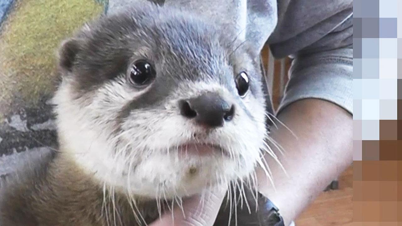 カワウソはペットにしていい生き物ではない 行列のできる法律相談所に批判殺到 絶滅危惧や密輸の問題を指摘する声も ゲームかなー