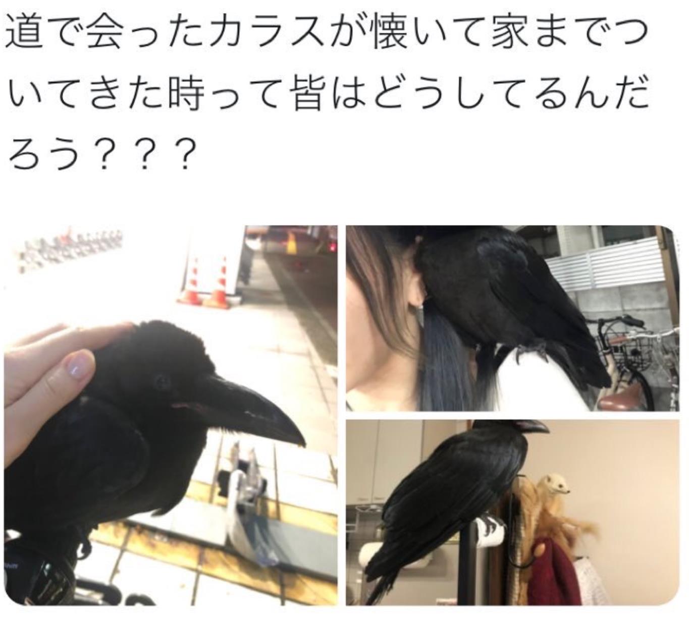 カラスが懐いてついてきた 30万いいね稼ぐも カラスの雛誘拐 バレて大炎上 嘘松よりゴミ以下のゴミ ゲームかなー カラスが懐いてついてきた 30万いいね稼ぐも カラスの雛誘拐 バレて大炎上 嘘松よりゴミ以下のゴミ ゲームかなー