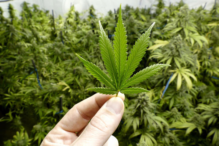 大麻キメるとアニメ美少女が立体に見える 3年前の映画評論家ツイートが話題 大麻に頼るな 修行が足りん との反応 ゲームかなー 大麻キメるとアニメ美少女が立体に見える 3年前の映画評論家ツイートが話題 大麻に頼るな 修行が足りん との反応 ゲームかなー