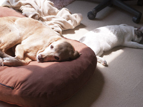 犬パンチ猫パンチ 犬と猫の喧嘩の動画 まろんとこたろう 犬パンチ猫パンチ 犬と猫の喧嘩の動画 まろんとこたろう
