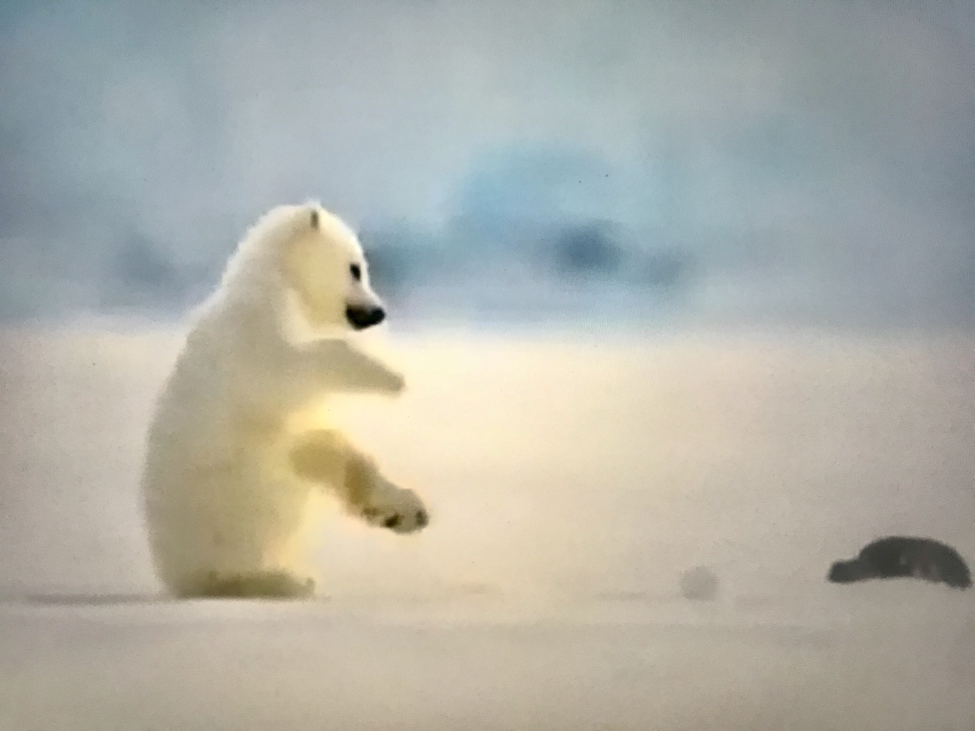 赤ちゃんホッキョクグマ 写会人日記