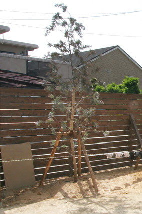 風のガーデンもどき倶楽部 ミモザアカシア３年目 80pの記憶