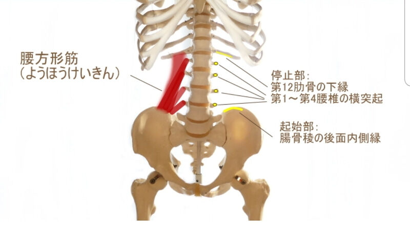 腸腰筋 インナーマッスルのメモ帳