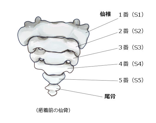 仙椎、尾骨を動かす練習のやり方 : iliopsoasのヨガ大好きブログ
