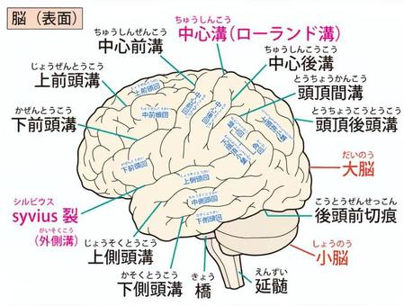 空間認識能力を鍛える、背側視覚経路のトレーニング② : iliopsoasのヨガ大好きブログ