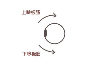 上眼瞼挙筋、上瞼板筋、下瞼板筋で頭を動かす&首のストレッチ : iliopsoasのヨガ大好きブログ
