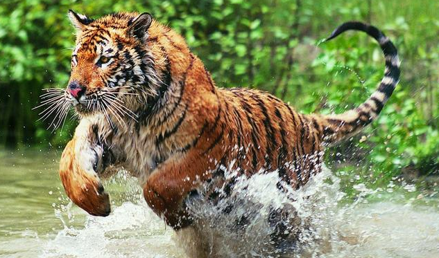 閲覧注意 世界最強の動物ランキングwiwiwiwiwiwiwiwiwiwiwiwiwiwiwi なんjワールド 閲覧注意 世界最強の動物ランキングwiwiwiwiwiwiwiwiwiwiwiwiwiwiwi なんjワールド