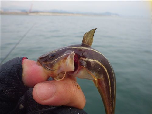 彡 なんか ひげの生えたナマズみたいな魚が釣れたで なんjワールド 彡 なんか ひげの生えたナマズみたいな魚が釣れたで なんjワールド