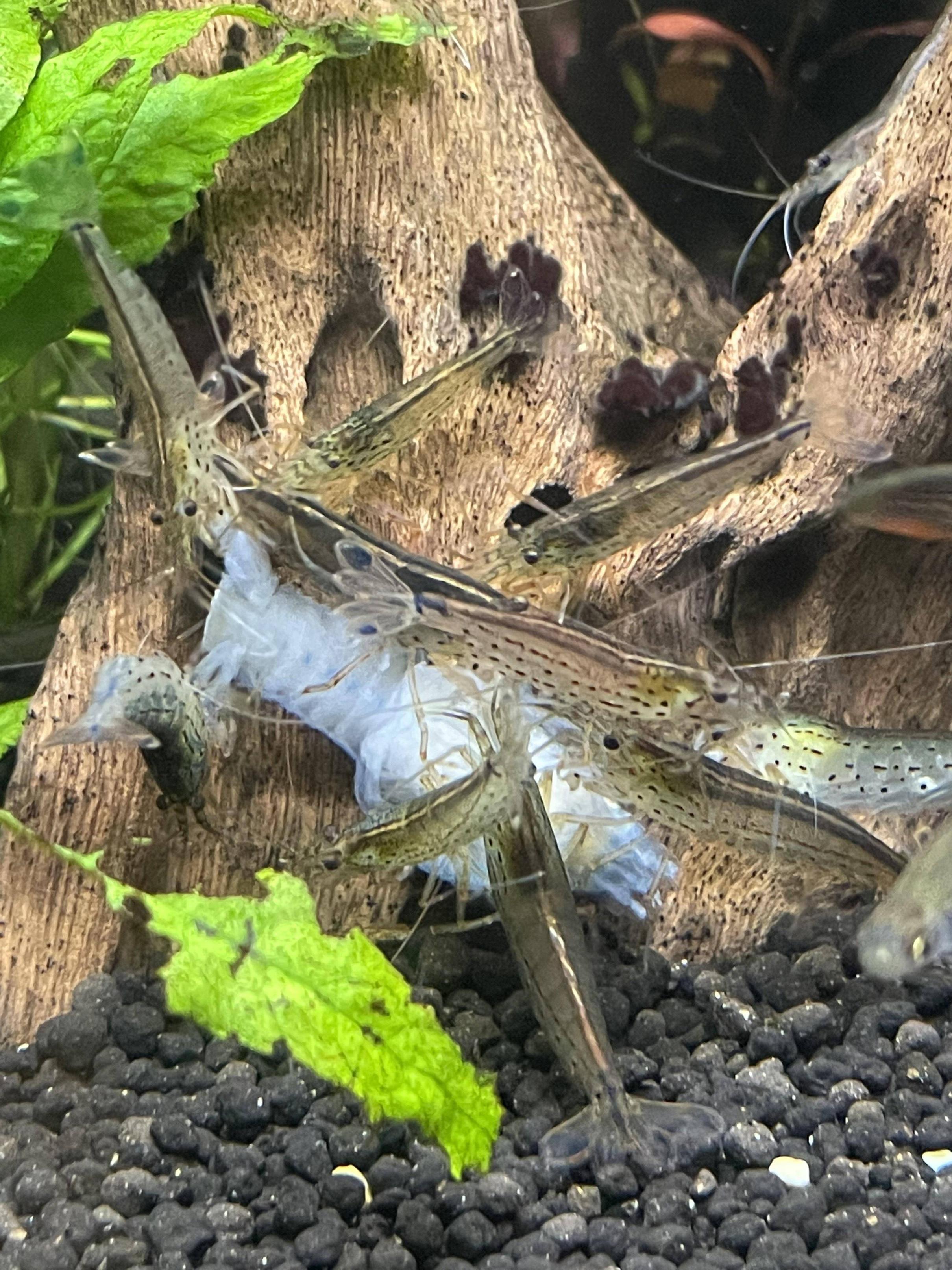 ワイのザリガニさん 同居していたエビさん達に食べられる なんjワールド