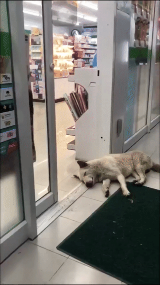 悲報 コーギーさん 歩き方を他の犬にいじられてしまう なんjワールド 悲報 コーギーさん 歩き方を他の犬にいじられてしまう なんjワールド