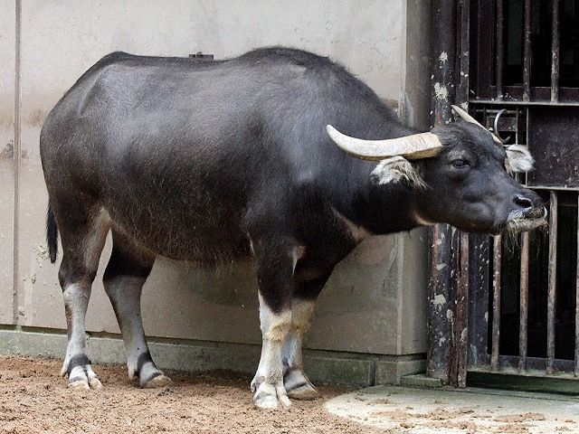 閲覧注意 世界最強の動物ランキングwiwiwiwiwiwiwiwiwiwiwiwiwiwiwi なんjワールド 閲覧注意 世界最強の動物ランキングwiwiwiwiwiwiwiwiwiwiwiwiwiwiwi なんjワールド