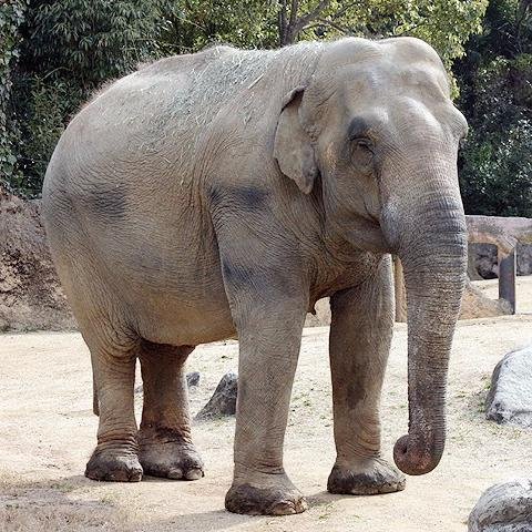 閲覧注意 世界最強の動物ランキングwiwiwiwiwiwiwiwiwiwiwiwiwiwiwi なんjワールド 閲覧注意 世界最強の動物ランキングwiwiwiwiwiwiwiwiwiwiwiwiwiwiwi なんjワールド