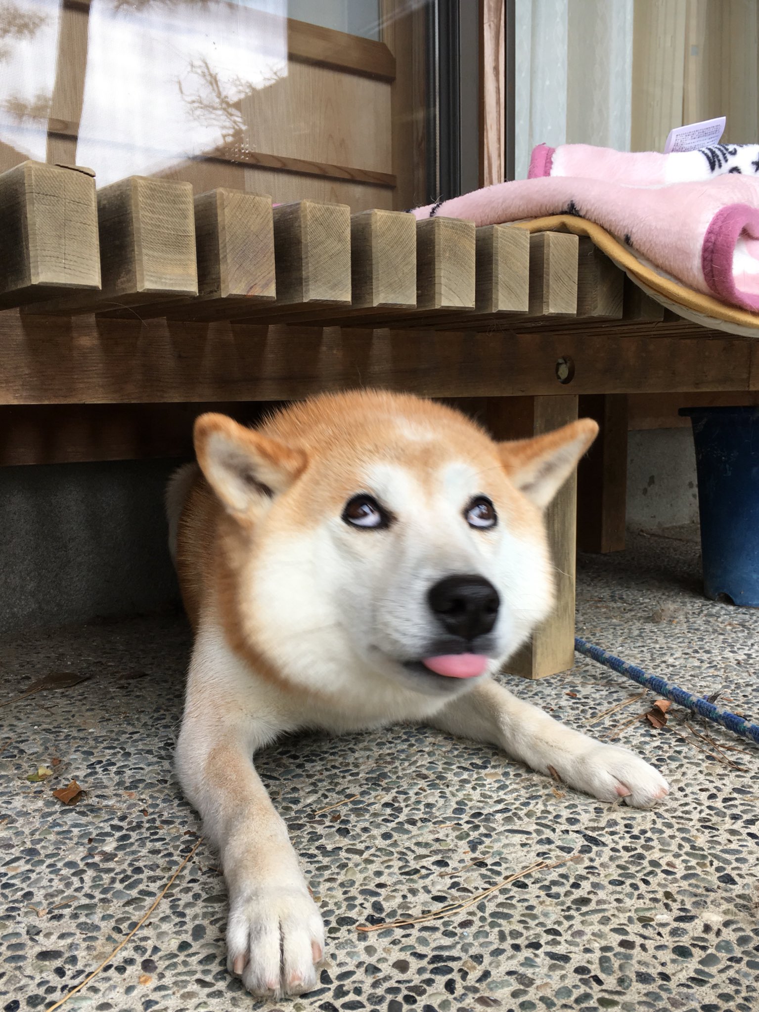 朗報 ガイジーヌを継ぐものが発見される なんjワールド