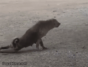 速報 オオタニーヌ 大谷犬 発見されるｗｗｗｗｗｗｗｗｗｗ なんjワールド