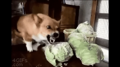 彡 ﾟ ﾟ 犬って野菜食わせたら死ぬんじゃないの なんjワールド