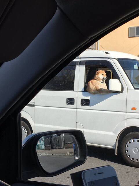 画像 柴犬さん 強烈な右フックを放つ なんjワールド 画像 柴犬さん 強烈な右フックを放つ なんjワールド
