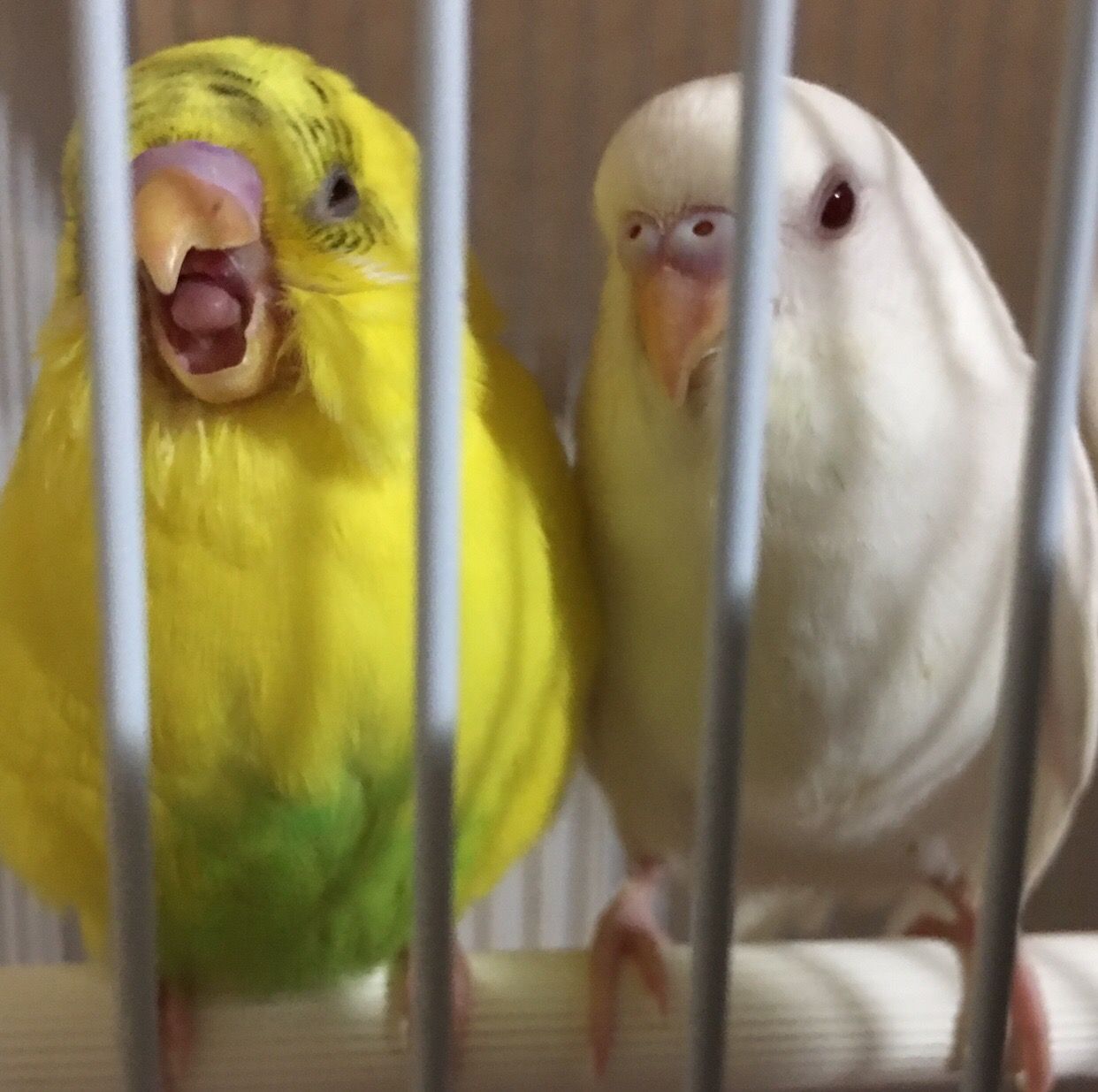 朗報 ワイのインコ 1290円 新しいおもちゃを貰って御満悦ッッッッ なんjワールド 朗報 ワイのインコ 1290円 新しいおもちゃを貰って御満悦ッッッッ なんjワールド