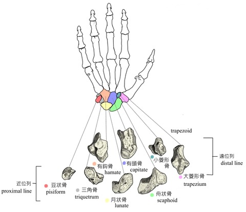 carpal-bones-4