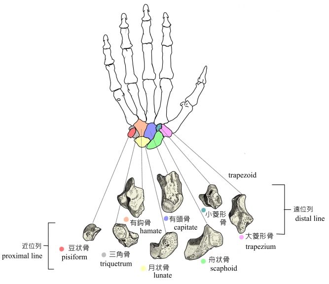 PT･OTになろう〜基礎の基礎〜手根骨の覚え方コメント                        pt_ot_basic