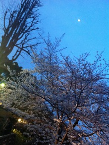 sakura13
