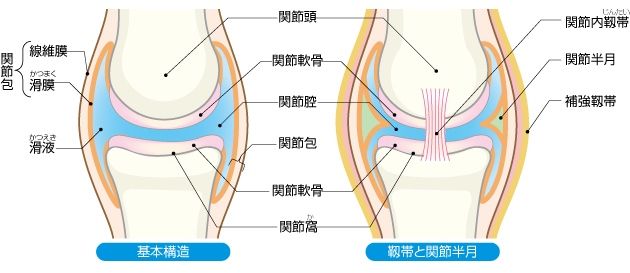 硝子軟骨