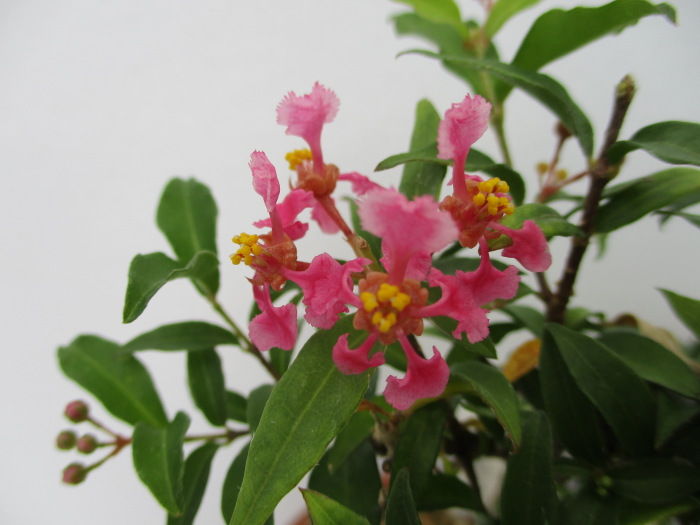 台湾姫桜桃（タイワンヒメオウトウ）」親子の花 : 「じぃじ」の
