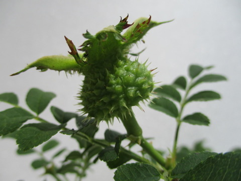 箱根山椒薔薇（ハコネサンショウバラ）」の実 : 「じぃじ」のミニ盆栽日記