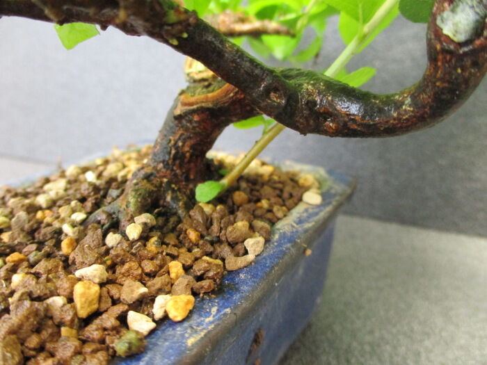 実生の「野茉莉（エゴノキ）」、2回目の手入れ : 「じぃじ」のミニ