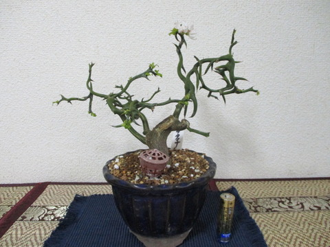 雲竜枳殻（ウンリュウカラタチ）」の花 : 「じぃじ」のミニ盆栽日記
