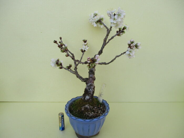桜桃 サクランボ の花 じぃじ のミニ盆栽日記 桜桃 サクランボ の花 じぃじ のミニ盆栽日記