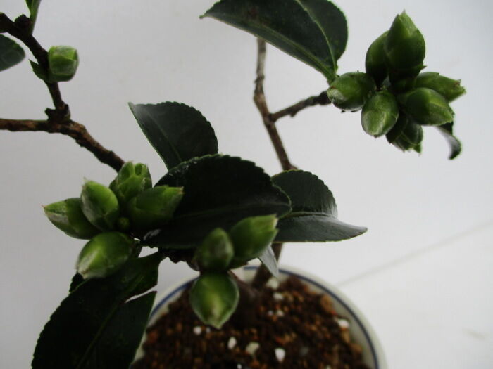 今年は咲きそう 山茶花 サザンカ の花芽 じぃじ のミニ盆栽日記