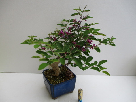 木萩（キハギ）」の花 : 「じぃじ」のミニ盆栽日記