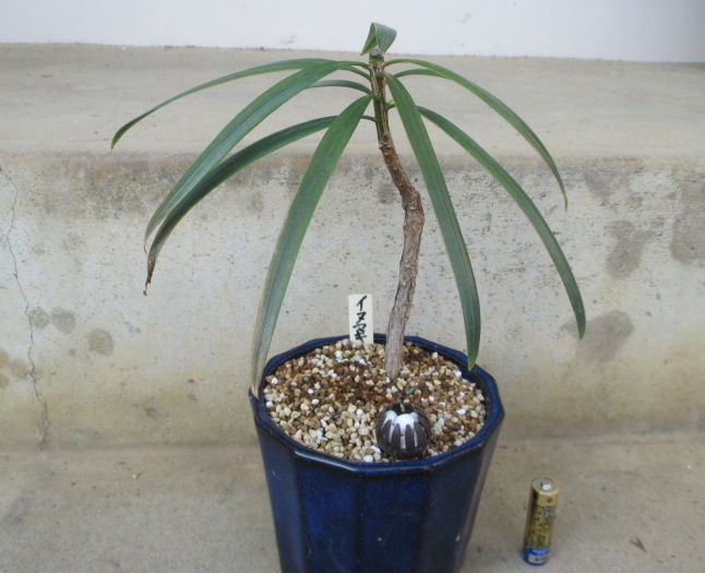 イヌマキ盆栽 ヒトツバ イヌマキ 盆栽 盆栽素材 奄美大島産