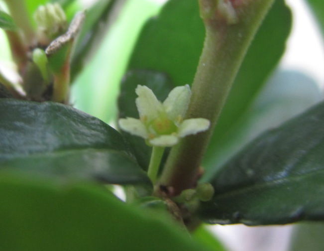 針蔓柾 ハリツルマサキ の花 じぃじ のミニ盆栽日記 針蔓柾 ハリツルマサキ の花 じぃじ のミニ盆栽日記
