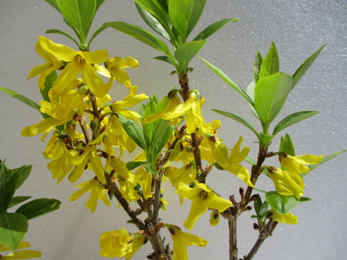 連翹 レンギョウ の黄色の花 じぃじ のミニ盆栽日記