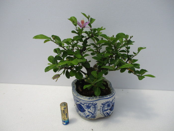 睡蓮木 スイレンボク の花 じぃじ のミニ盆栽日記